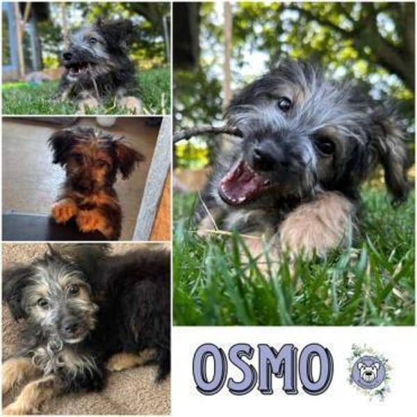 OSMO * kleiner Hund & großes Herz