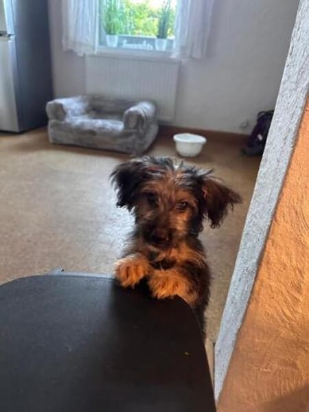 OSMO * kleiner Hund & großes Herz