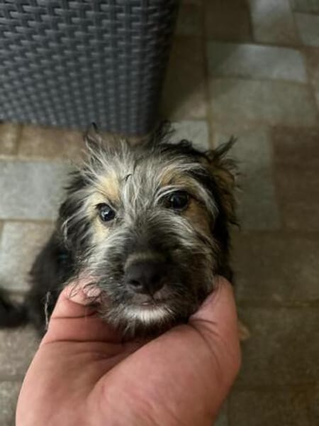 OSMO * kleiner Hund & großes Herz