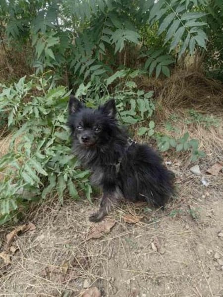 Bobby ein kleiner Spitz