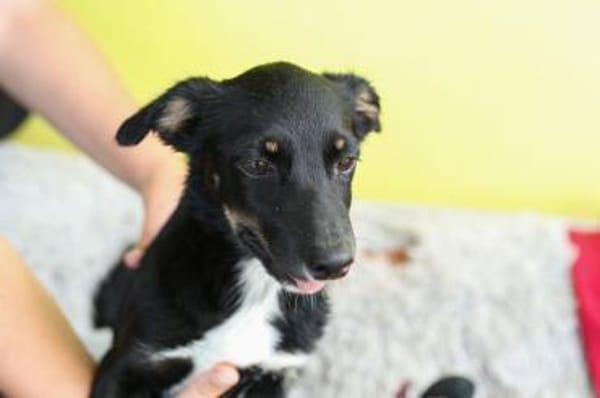 STELLA  kleine Zaubermaus sucht Dich...