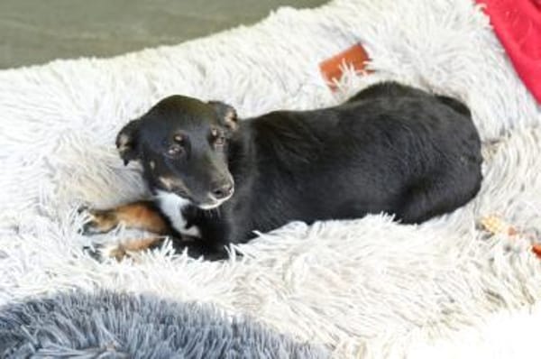 STELLA  kleine Zaubermaus sucht Dich...