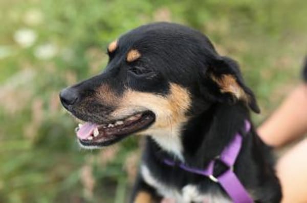 PENNY   Hundedame sucht ihr Glück