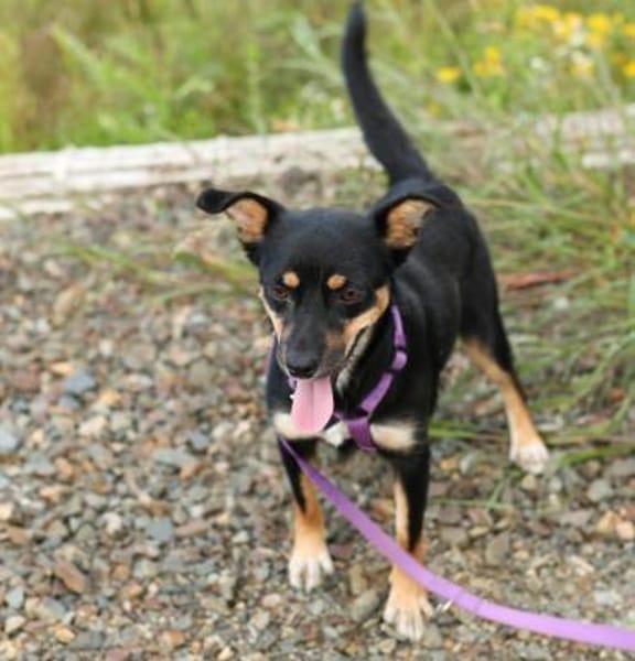 PENNY   Hundedame sucht ihr Glück