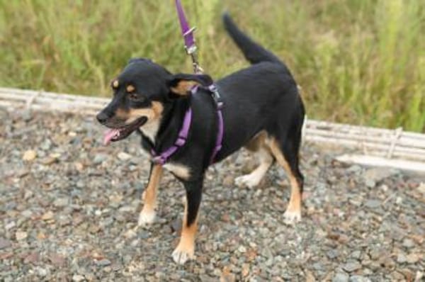 PENNY   Hundedame sucht ihr Glück