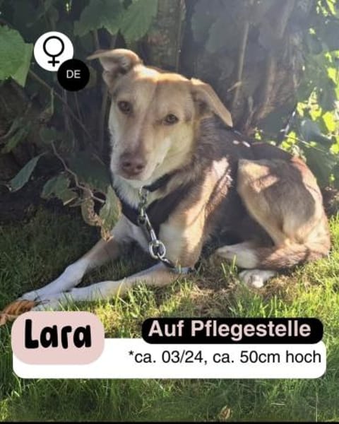 Hübsche LARA sucht Dich !