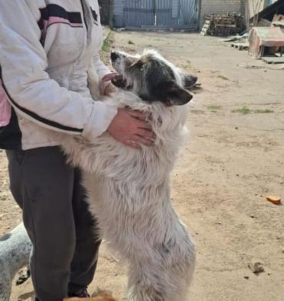 Snezhka lebte in Gefahr
