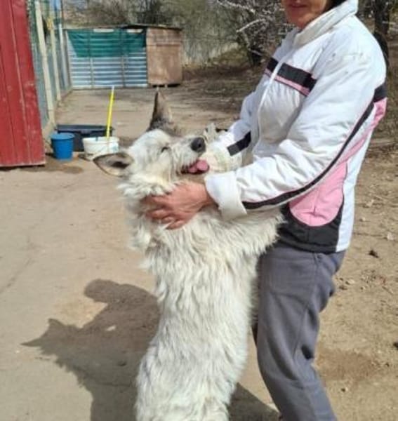 Snezhka lebte in Gefahr