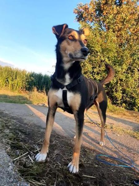 Luna sucht ein Zuhause🍀
