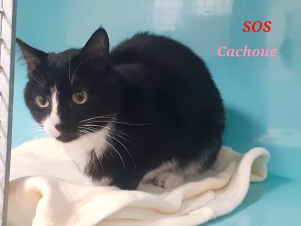 Cachoue
