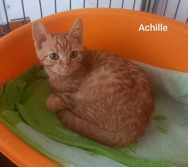 ACHILLE