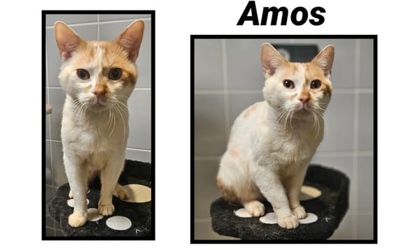 AMOS