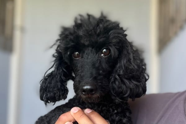 NORBERT