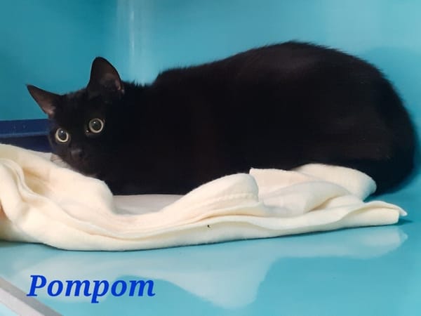 Pompom