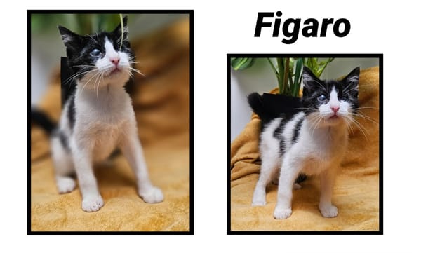 FIGARO(Réservé)
