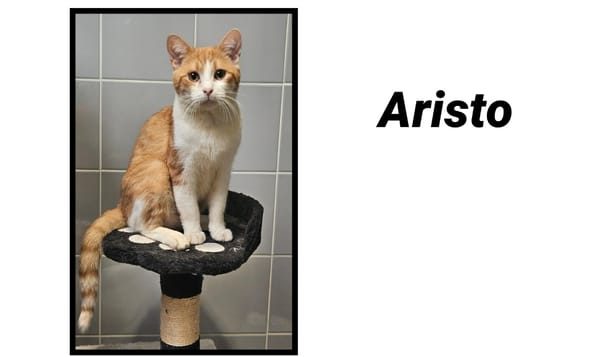 ARISTO