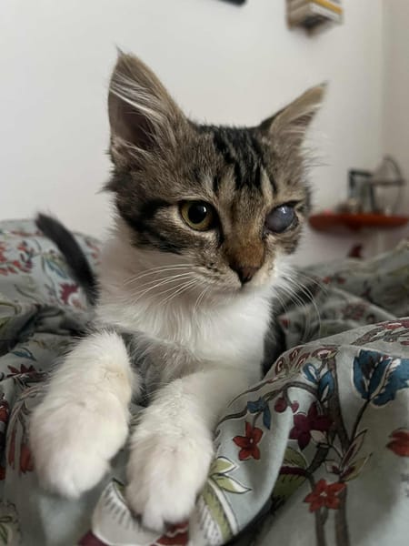 ATHENA