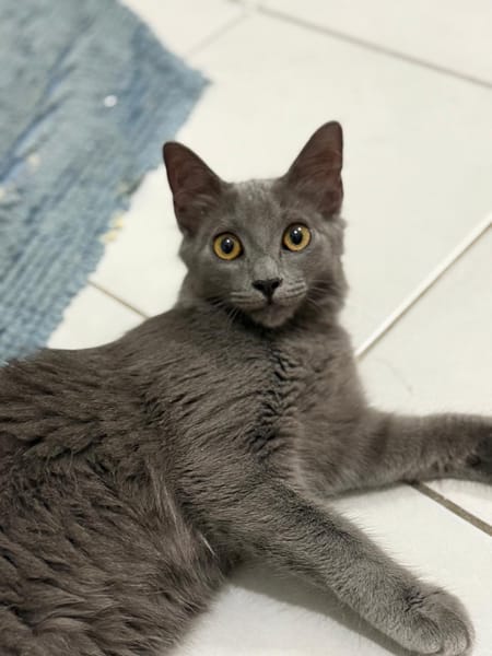 ATHENA de Martinique