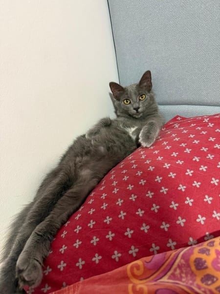 ATHENA de Martinique
