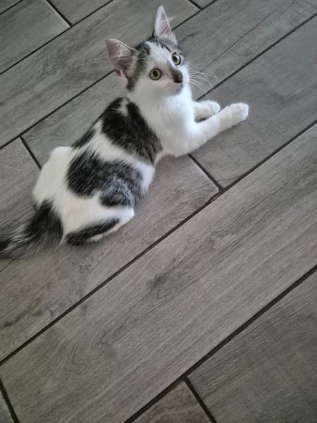 AXEL