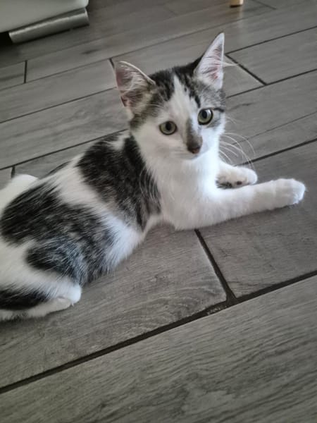 AXEL