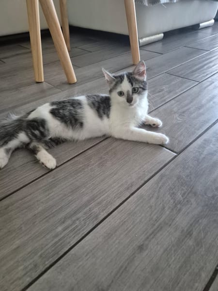 AXEL