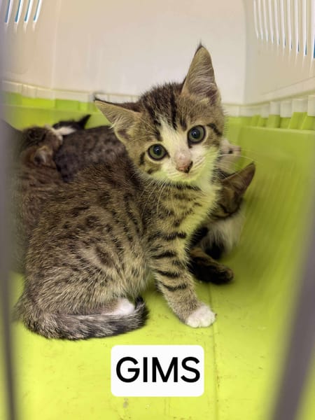 Gims