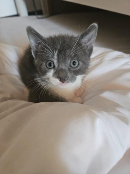 Myrtille