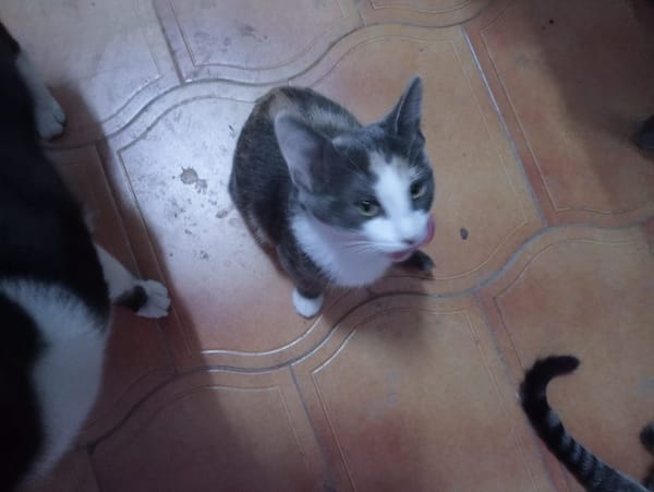 Lucy