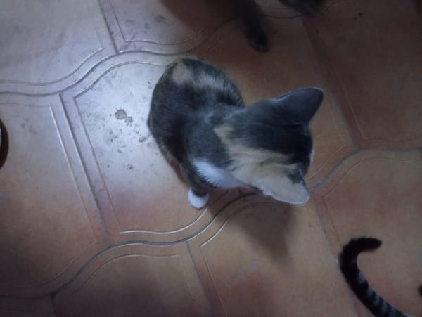 Lucy