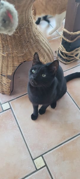 Vampi