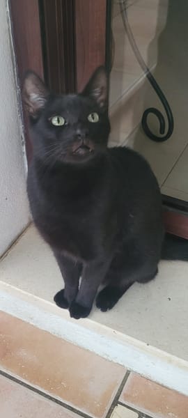 Vampi