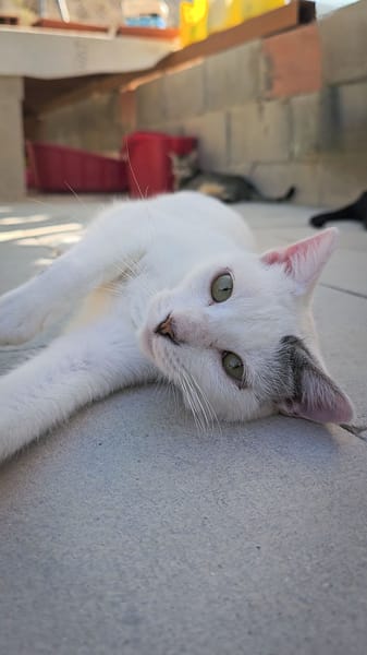Mochi