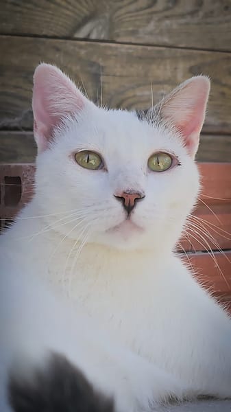 Mochi