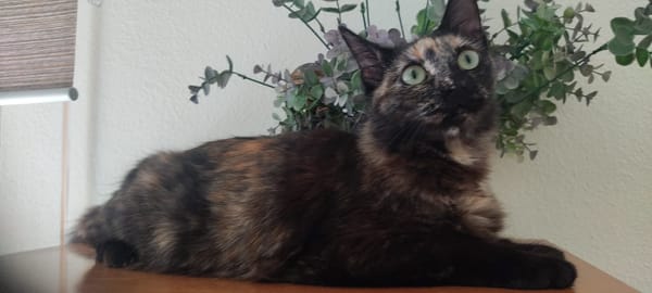 Sabrina