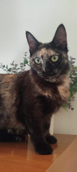 Sabrina