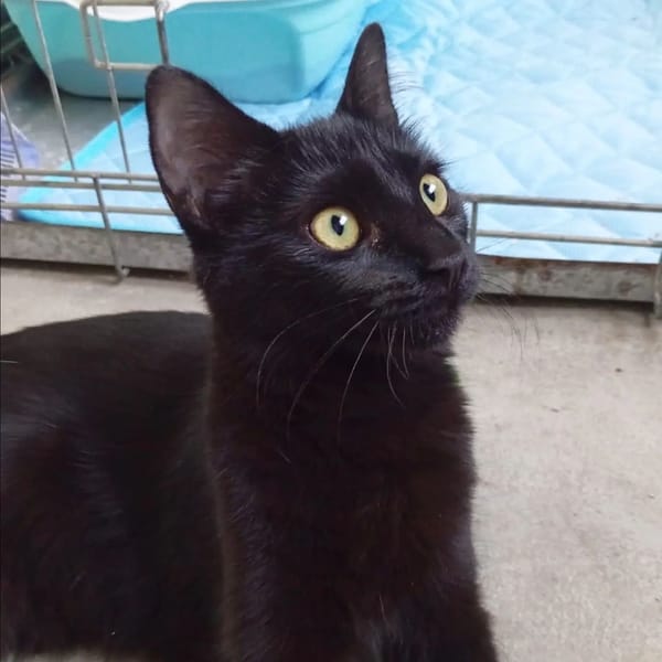 Luna