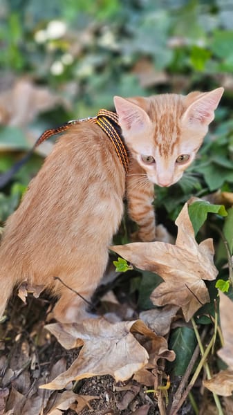 Paco