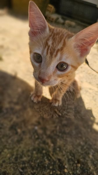 Paco