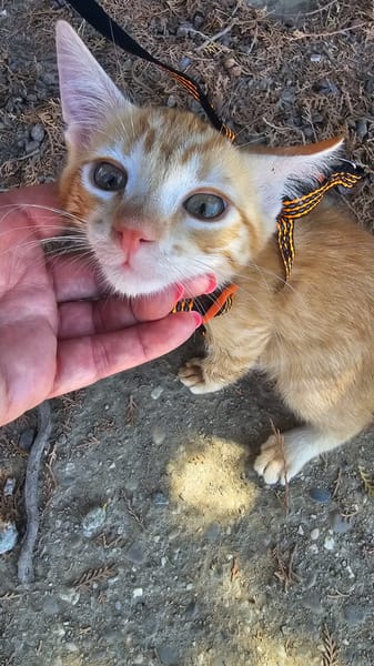 Paco