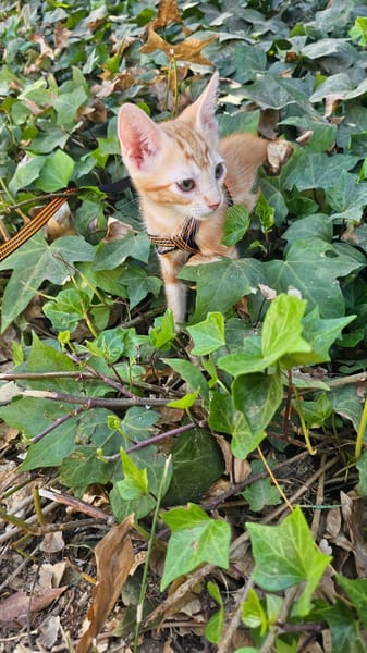 Kuki
