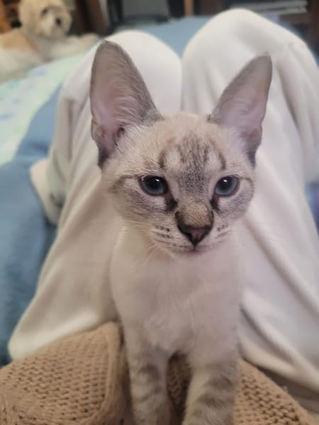 Bianca