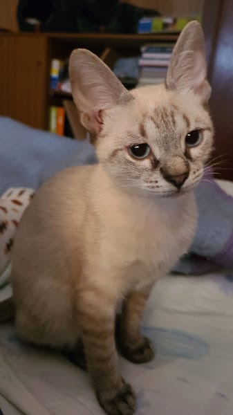 Bianca