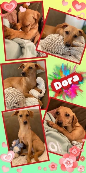 Dora- auf PS in 90530 Wendelstein