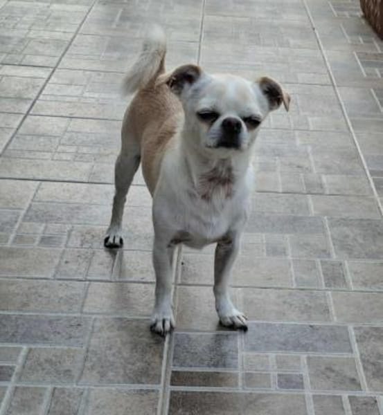 Loki, Miniwachhund sucht Familie