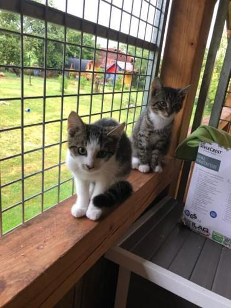 Ninja und Mio suchen IHR Traumzuhause...