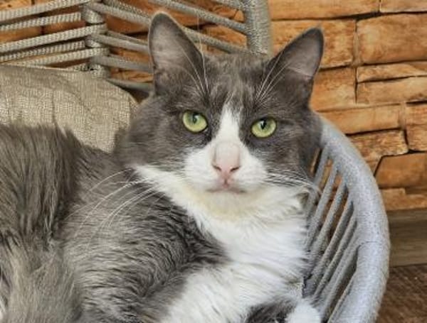 ONYX - ein absoluter Goldschatz!