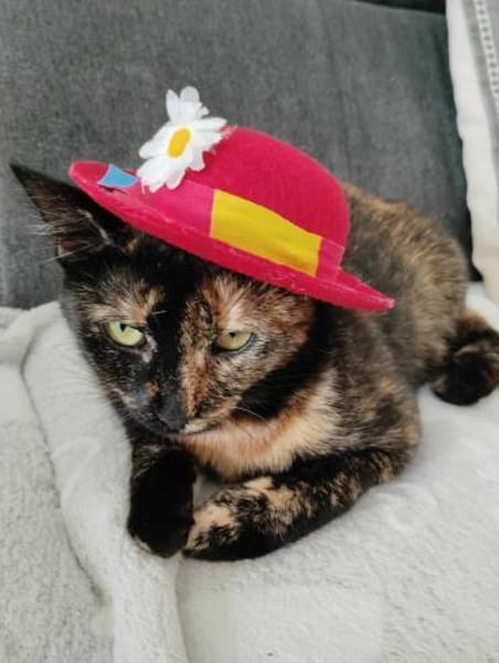 Penny, liebe tabbyfarbene Katze s. Zuhau