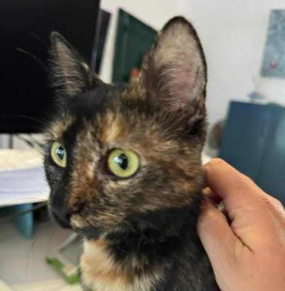 Penny, liebe tabbyfarbene Katze s. Zuhau