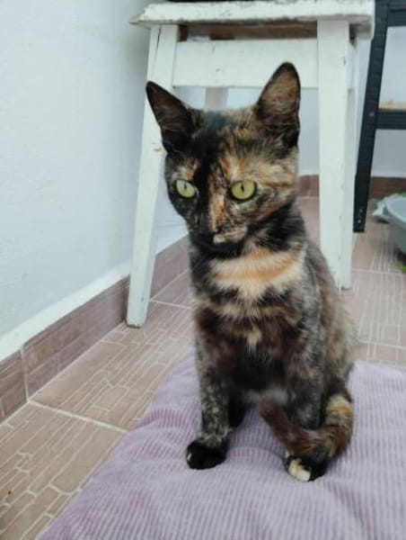 Penny, liebe tabbyfarbene Katze s. Zuhau